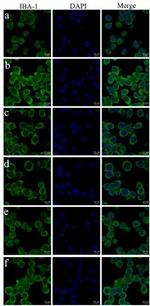 AIF1 Antibody in Immunocytochemistry (ICC/IF)