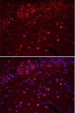 AIF1 Antibody in Immunohistochemistry (Paraffin) (IHC (P))