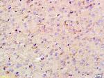 AIF1 Antibody in Immunohistochemistry (Paraffin) (IHC (P))