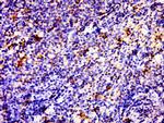 SLAP2 Antibody in Immunohistochemistry (Paraffin) (IHC (P))