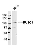 RUSC1 Antibody in Western Blot (WB)