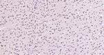 SAM68 Antibody in Immunohistochemistry (Paraffin) (IHC (P))