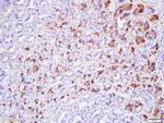 Claudin 19 Antibody in Immunohistochemistry (Paraffin) (IHC (P))