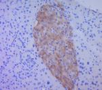 BMP4 Antibody in Immunohistochemistry (Paraffin) (IHC (P))
