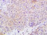 Claudin 17 Antibody in Immunohistochemistry (Paraffin) (IHC (P))