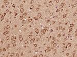 CDC42EP3 Antibody in Immunohistochemistry (Paraffin) (IHC (P))