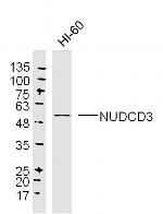 NUDCD3 Antibody in Western Blot (WB)