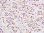 Connexin-32 Antibody in Immunohistochemistry (Paraffin) (IHC (P))
