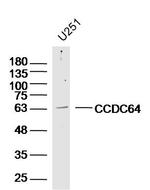 CCDC64 Antibody in Western Blot (WB)