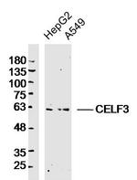 CELF3 Antibody in Western Blot (WB)