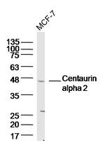 Centaurin alpha 2 Antibody in Western Blot (WB)