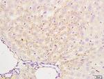 ATG4B Antibody in Immunohistochemistry (Paraffin) (IHC (P))