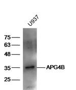ATG4B Antibody in Western Blot (WB)