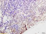 Cyclin G Antibody in Immunohistochemistry (Paraffin) (IHC (P))