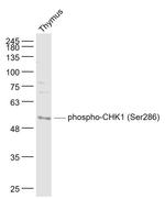 Phospho-CHK1 (Ser286) Antibody in Western Blot (WB)