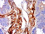 CHPF Antibody in Immunohistochemistry (Paraffin) (IHC (P))