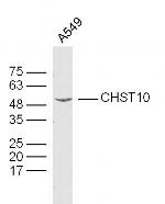 CHST10 Antibody in Western Blot (WB)