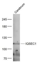 GEP100/IQSEC1 Antibody in Western Blot (WB)