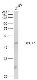 CHST7 Antibody in Western Blot (WB)