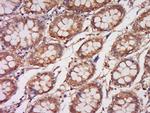 COQ6 Antibody in Immunohistochemistry (Paraffin) (IHC (P))