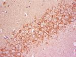 COQ6 Antibody in Immunohistochemistry (Paraffin) (IHC (P))