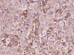 CRISP10 Antibody in Immunohistochemistry (Paraffin) (IHC (P))