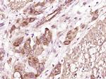 CRISP10 Antibody in Immunohistochemistry (Paraffin) (IHC (P))