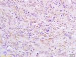 HSTF2 Antibody in Immunohistochemistry (Paraffin) (IHC (P))