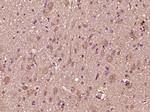 CTTNBP2 Antibody in Immunohistochemistry (Paraffin) (IHC (P))