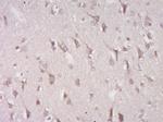 CXX1 Antibody in Immunohistochemistry (Paraffin) (IHC (P))