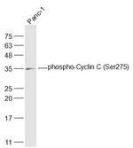 Phospho-Cyclin C (Ser275) Antibody in Western Blot (WB)