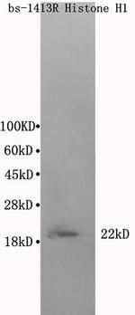Histone H1t Antibody in Western Blot (WB)