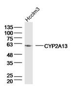 CYP2A13 Antibody in Western Blot (WB)