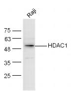 HDAC1/HD1 Antibody in Western Blot (WB)