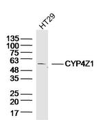 CYP4Z1 Antibody in Western Blot (WB)