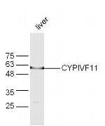 CYPIVF11 Antibody in Western Blot (WB)
