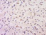 DAND5 Antibody in Immunohistochemistry (Paraffin) (IHC (P))