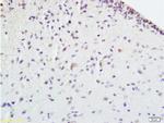 EPOR Antibody in Immunohistochemistry (Paraffin) (IHC (P))