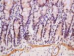 DEFB124 Antibody in Immunohistochemistry (Paraffin) (IHC (P))