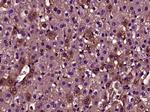 DENND1A Antibody in Immunohistochemistry (Paraffin) (IHC (P))