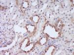 DENND4B Antibody in Immunohistochemistry (Paraffin) (IHC (P))