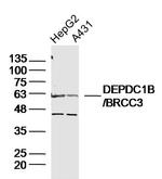 DEPDC1B Antibody in Western Blot (WB)