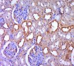 DGKH Antibody in Immunohistochemistry (Paraffin) (IHC (P))