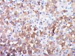 DGKK Antibody in Immunohistochemistry (Paraffin) (IHC (P))