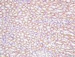 DCTN5 Antibody in Immunohistochemistry (Paraffin) (IHC (P))