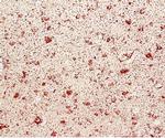 CD68 Antibody in Immunohistochemistry (Paraffin) (IHC (P))
