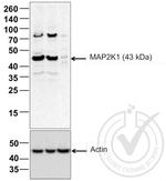 MEK1 Antibody in Western Blot (WB)