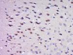 GRP10 Antibody in Immunohistochemistry (Paraffin) (IHC (P))