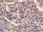 DNAJB12 Antibody in Immunohistochemistry (Paraffin) (IHC (P))