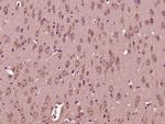DNAJC19 Antibody in Immunohistochemistry (Paraffin) (IHC (P))